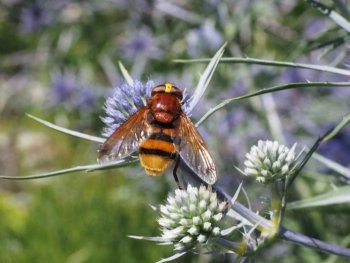 eine Wildbiene sitzt auf einer Blüte
