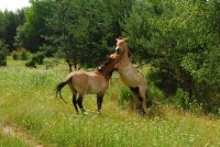 Zwei Wildpferde testen ihre Kräfte und steigen aneinander hoch