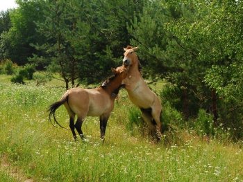 Zwei Wildpferde testen ihre Kräfte und steigen aneinander hoch