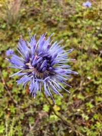 Nahaufnahme einer lila Blüte