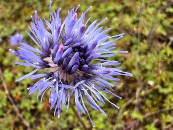 Nahaufnahme einer lila Blüte
