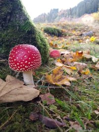Landart – Die Welt  der Pilze & Moose