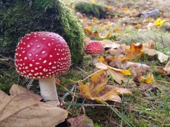 ein Fliegenpilz steht an einer Baumwurzel