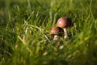 Pilz-Führung