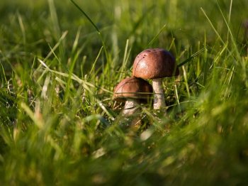 Copyright: Pixabay lizenzfrei Zwei Pilze stehen in der Wiese