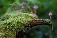 Bestimmungs-Workshop Einführung in die Welt der Pilze