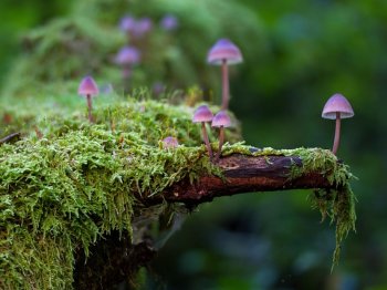 Copyright: Pixabay lizenzfrei Pilze stehen auf einer Wurzel