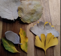 Landart –  Naturabdrücke mit der Kunst von Buchdrucker & Kupferstecher