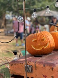 Kürbis-Halloweenfest
