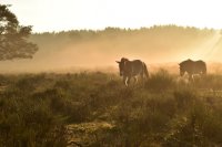 Wo die wilden Pferde weiden
