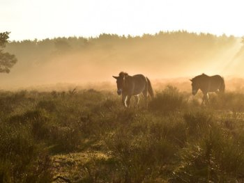zwei Wildpferde im Zwielicht