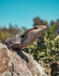 Eidechsenleben  im Grenzsaum  zwischen Waldrand  und Ackerkante
