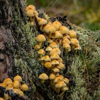 Faszination Pilze: Arten, Merkmale, Bedeutung