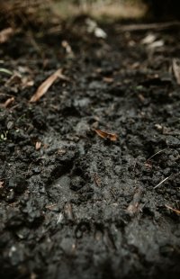 Landart – Tierspuren