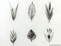 Schwarz-weiße Zeichnungen verschiedener Getreideähren in drei Reihen auf weißem Hintergrund.