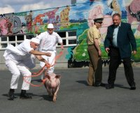 befreites Ferkel einfangen