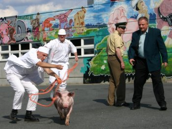 befreites Ferkel einfangen