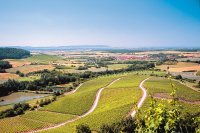 Landschaft mit Hügeln, Wegen und Weinbergen