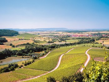 Landschaft mit Hügeln, Wegen und Weinbergen