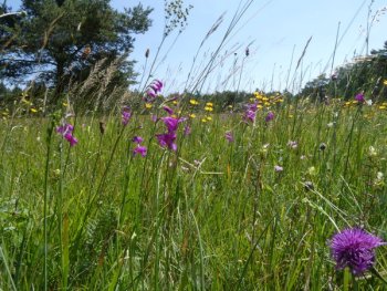 Blumenwiese mit lila Grasnelken und Grashalmen