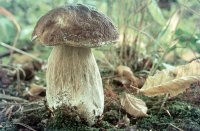Pilz mit braunem Hut und hellem Stiel