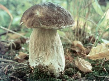 Pilz mit braunem Hut und hellem Stiel