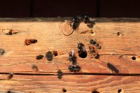 Wildbienen