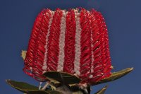 Leuchtend roter Blütenstand mit strahlenförmig abstehenden Staubfäden vor blauem Himmel.