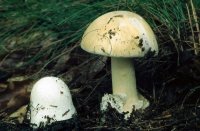 Zwei weißliche Pilze wachsen im Gras