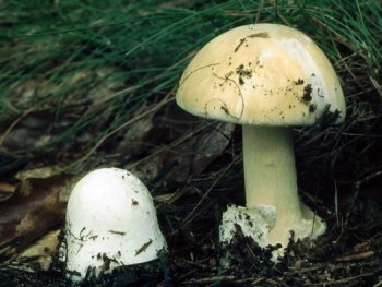 Zwei weißliche Pilze wachsen im Gras