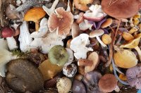 Sammlung verschiedener frischer Pilze