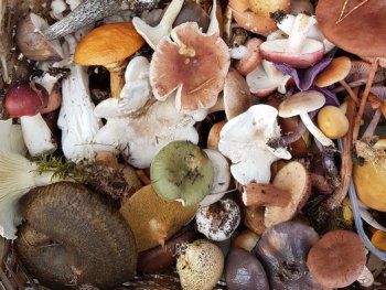 Sammlung verschiedener frischer Waldpilze