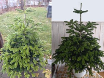 zwei Weihnachtsbäume im Topf