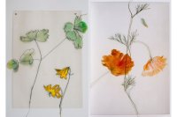 Michaela Schwarzmann: Goldregen – Goldmohn – Tausendgüldenkraut