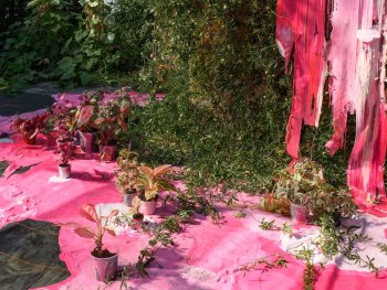 Foto: Foto: Kai Werner Schmidt
Künstlerische Installation mit Topfpflanzen auf leuchtend pinker Farbmasse vor einer begrünten Wand mit herabfließender pinker Farbe.