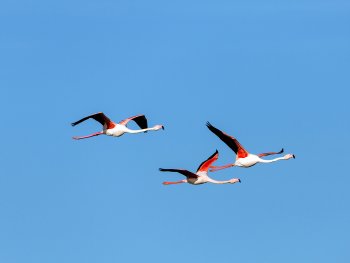 Drei Flamingos mit ausgestreckten Hälsen und Beinen fliegen mit ausgebreiteten Flügeln vor blauem Himmel.