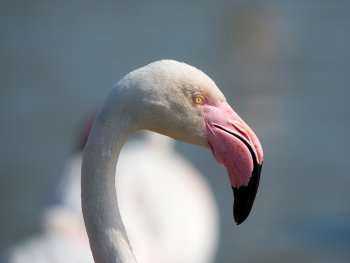 Nahaufnahme eines Flamingokopfes mit gebogenem Hals, rosafarbenem Schnabel und gelbem Auge vor unscharfem Hintergrund.