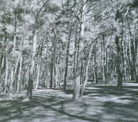 Jacquardgewebe, das einen lichten Kiefernwald mit hohen, schlanken Baumstämmen, die lange Schatten auf den grasbewachsenen Waldboden werfen, zeigt.