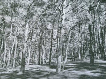 Jacquardgewebe, das einen lichten Kiefernwald mit hohen, schlanken Baumstämmen, die lange Schatten auf den grasbewachsenen Waldboden werfen, zeigt.