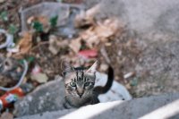 Eine getigerte Hauskatze sitzt zwischen Schutt und Laub und schaut direkt in die Kamera.