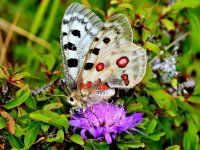 Kleine Naturwunder: Schmetterlinge