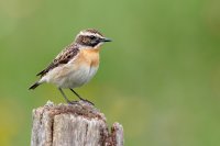Höhepunkte der Vogelbeobachtung in und um Nürnberg