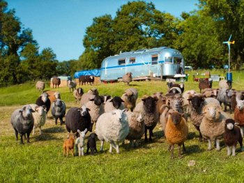 Copyright: Sony Pictures Entertainment Deutschland GmbH
Eine bunt gemischte Schafherde mit verschiedenfarbigen Wollfarben steht auf einer Weide vor einem silbernen Wohnwagen und einem kleinen Windrad.
