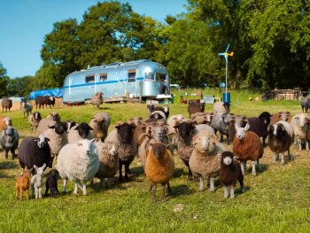 Copyright: Sony Pictures Entertainment Deutschland GmbH Eine bunt gemischte Schafherde mit verschiedenfarbigen Wollfarben steht auf einer Weide vor einem silbernen Wohnwagen und einem kleinen Windrad.