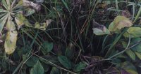 Detailreiche Malerei von dicht verschlungenen Gräsern und Blättern in dunklen Grün- und Violetttönen mit einzelnen gelblich verfärbten Blättern.