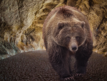 Ein Braunbär läuft frontal auf die Kamera zu, umgeben von felsigen Höhlenwänden.