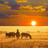 Namibia – Tiere, Pflanzen, Diamanten