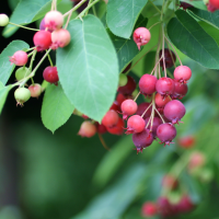 Zur Systematik der Mehlbeeren