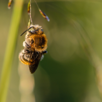 Förderung von Wildbienen in Gärten/Balkon, urbanen Lebensräumen