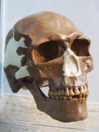 Archäogenetik